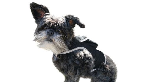 Waterproof Pet GSM GPS Tracker Realtime Portable Mini Location Finder Size:XS